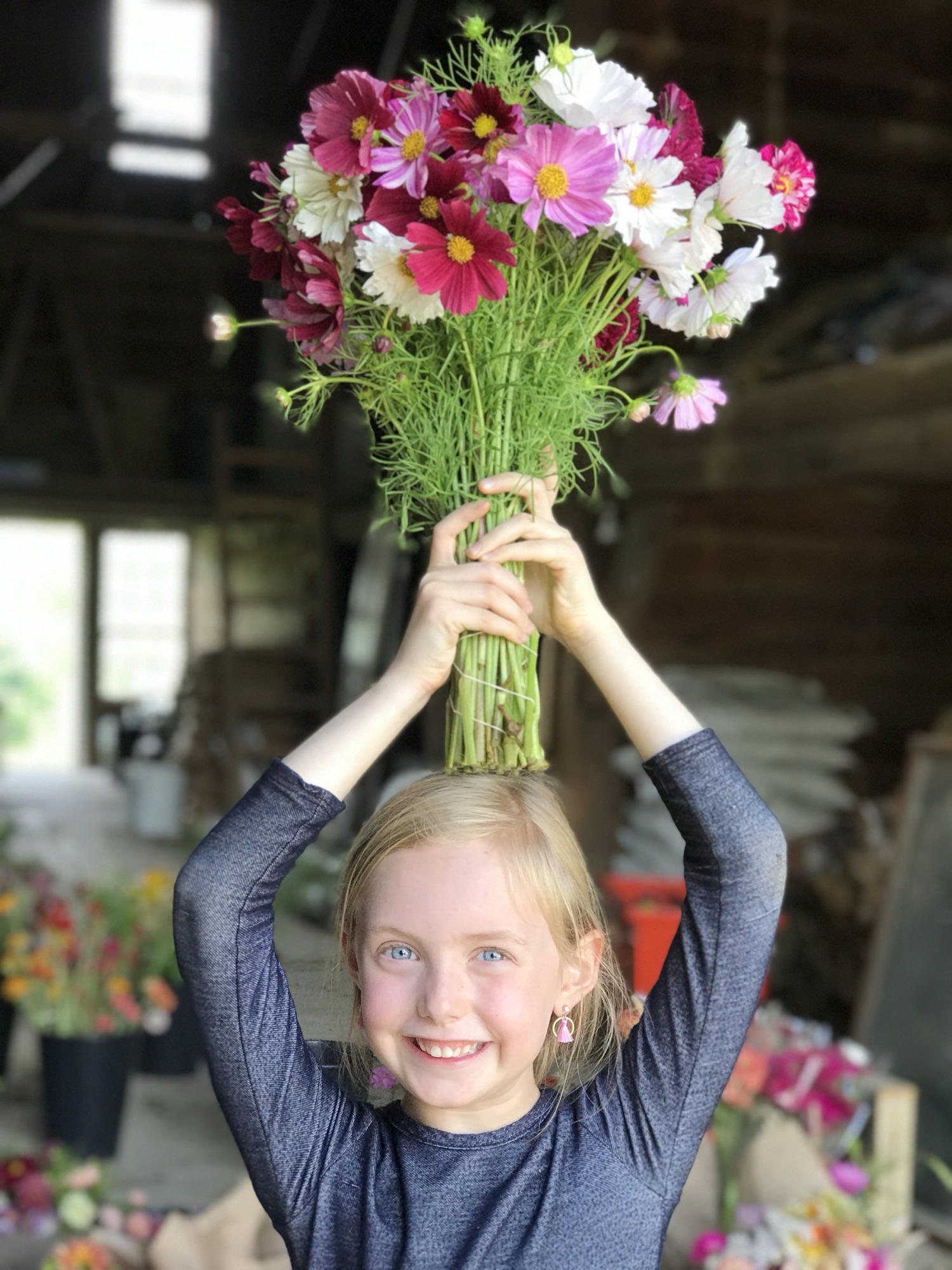 An armful of cosmos held overhead in the century-old barn